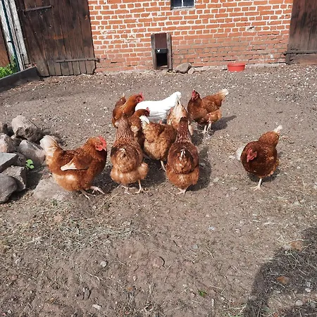 Apartment Am Oase Am Vilzsee Diemitz (Mecklenburgische Seenplatte)