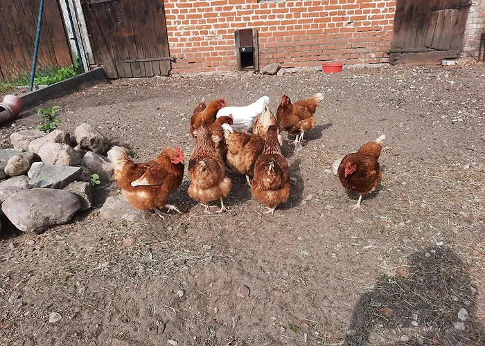 Apartamento Am Oase Am Vilzsee Diemitz (Mecklenburgische Seenplatte)